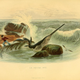 Image for article titled Vintage Shark Illustrations Are Jaw-Droppingly Gorgeous